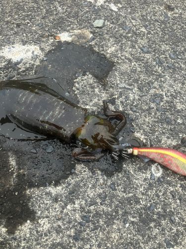 ミズイカの釣果