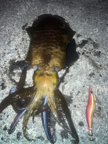 ミズイカの釣果