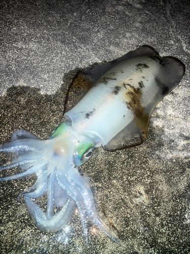 ミズイカの釣果