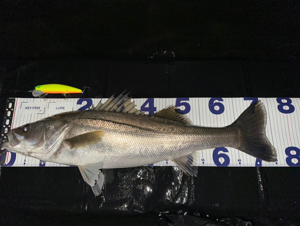 DAIWA 23ソルティガ 4000-Hの最安値・インプレ・釣果 | 本音の口コミが