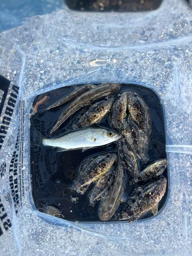 タケノコメバルの釣果