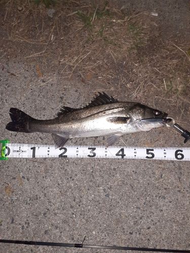 シーバスの釣果