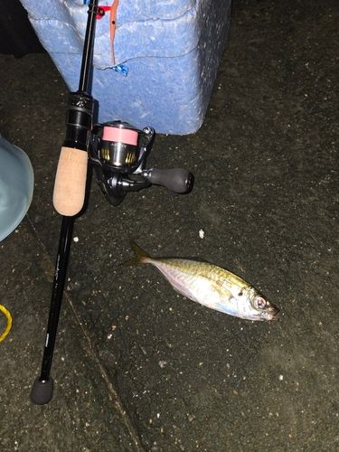 マアジの釣果