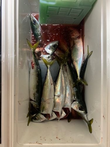 サバの釣果