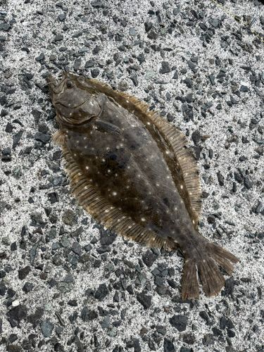 ヒラメの釣果
