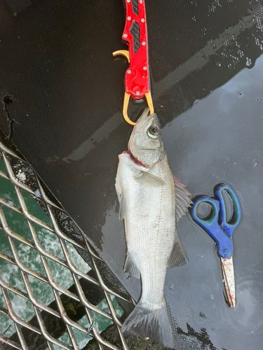 セイゴ（ヒラスズキ）の釣果