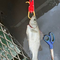 セイゴ（ヒラスズキ）