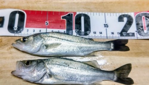 セイゴ（マルスズキ）の釣果