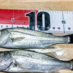 セイゴ（マルスズキ）