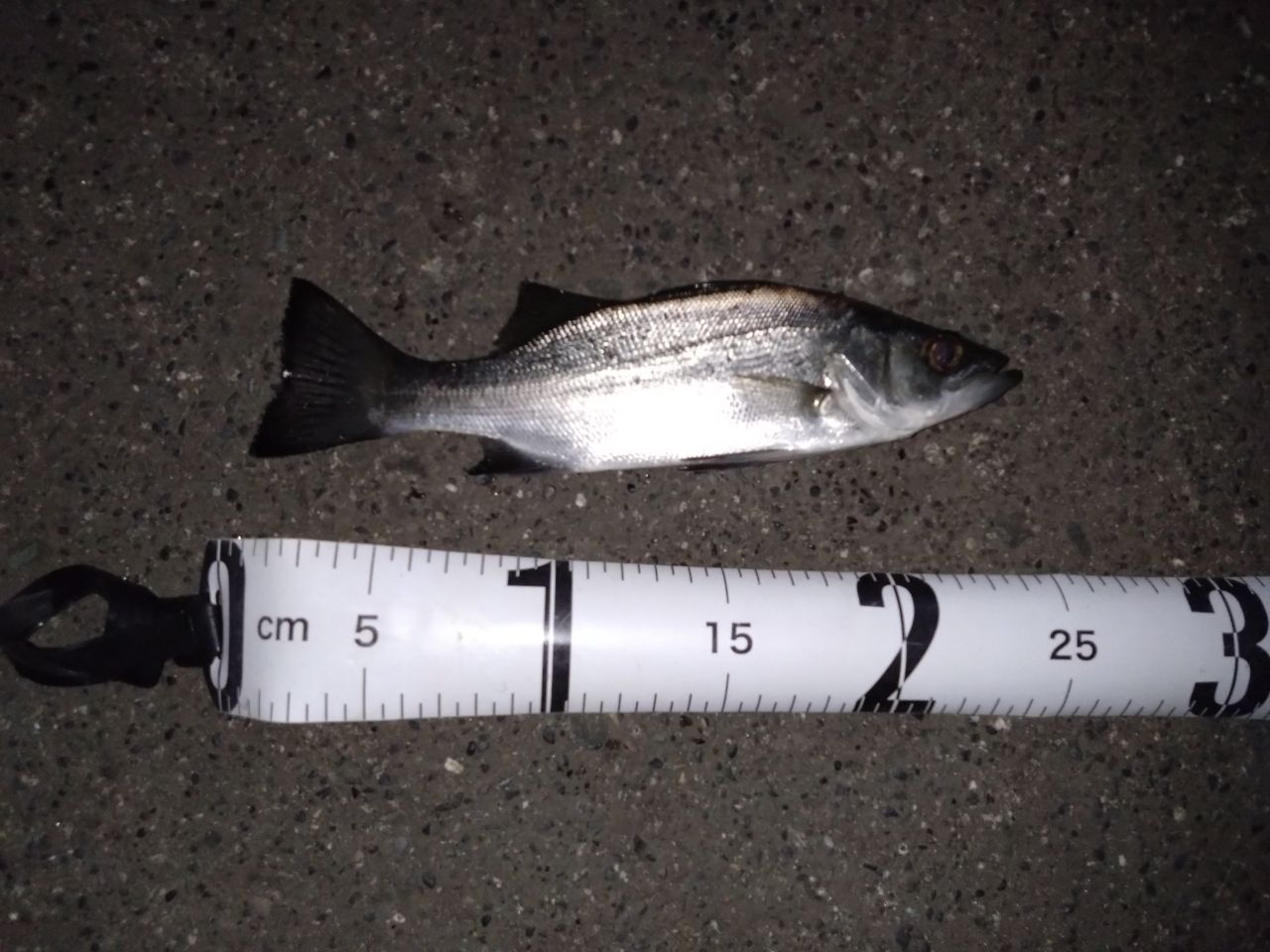 セイゴ（ヒラスズキ）