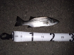 セイゴ（ヒラスズキ）の釣果