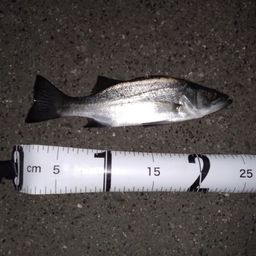 セイゴ（ヒラスズキ）