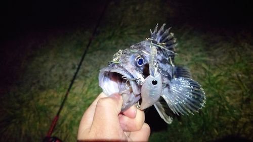 クロソイの釣果