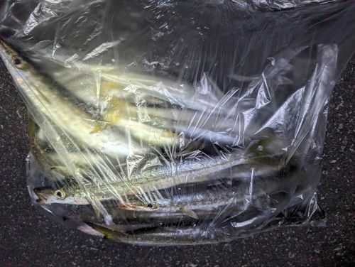 アカカマスの釣果