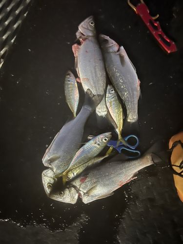 セイゴ（ヒラスズキ）の釣果