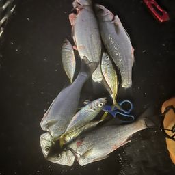 セイゴ（ヒラスズキ）