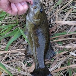 スモールマウスバス