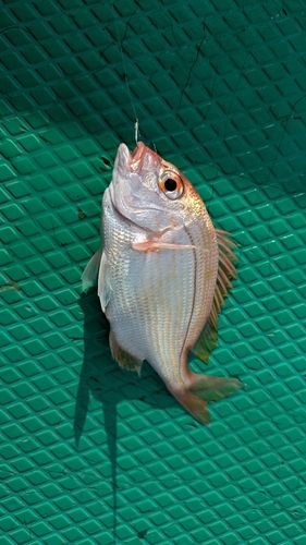 レンコダイの釣果