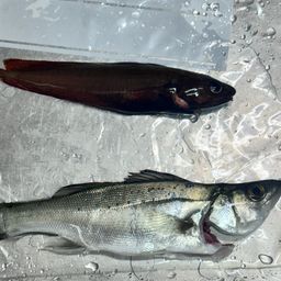 セイゴ（ヒラスズキ）