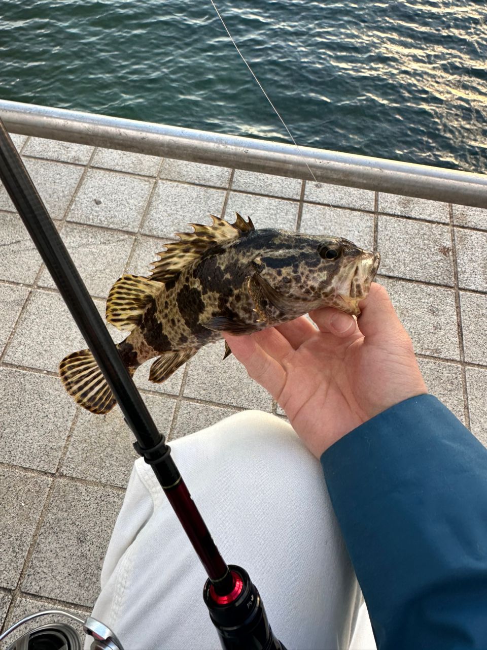 DAIWA 23月下美人 AIR 68L-T・Wの最安値・インプレ・釣果 | 本音の