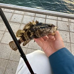 タケノコメバル