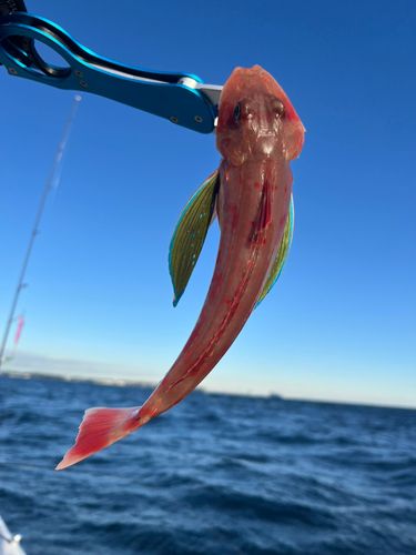 ホウボウの釣果