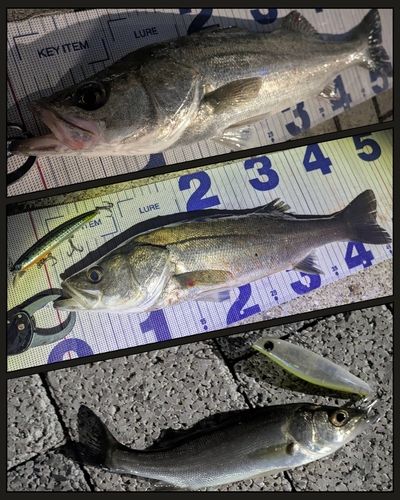 シーバスの釣果