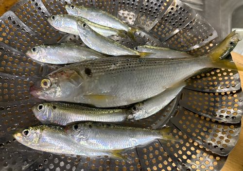 コノシロの釣果