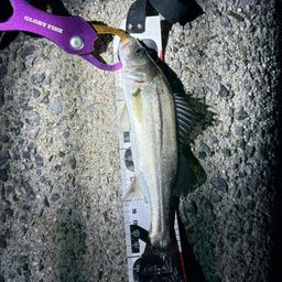 セイゴ（マルスズキ）