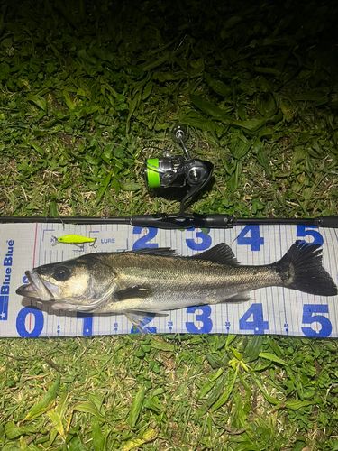 シーバスの釣果