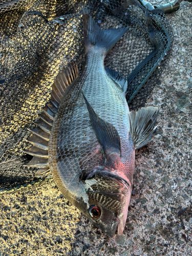 クロダイの釣果