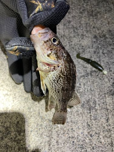 クロソイの釣果