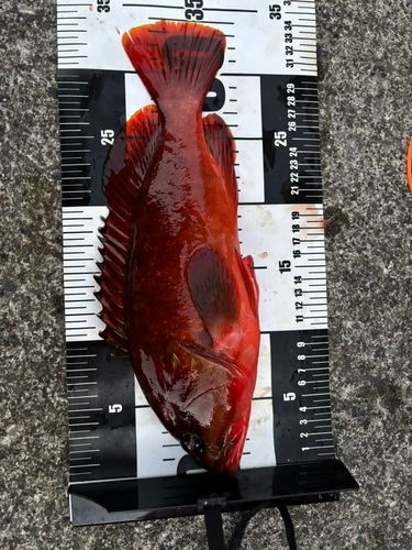 アカハタの釣果