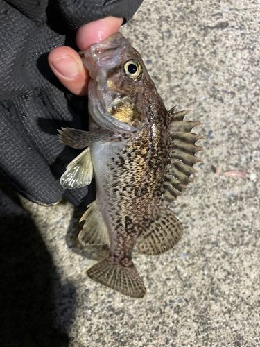 クロソイの釣果