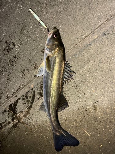 シーバスの釣果