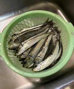 マイワシの釣果