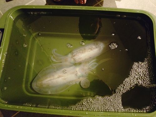 アオリイカの釣果