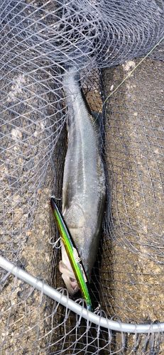 フッコ（マルスズキ）の釣果