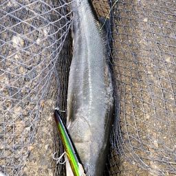 フッコ（マルスズキ）