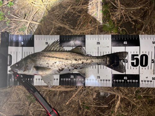 セイゴ（マルスズキ）の釣果