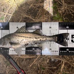 セイゴ（マルスズキ）