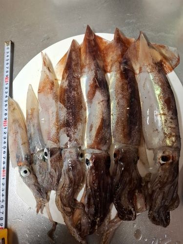 三陸海岸（岩手）