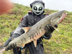 シロザケの釣果