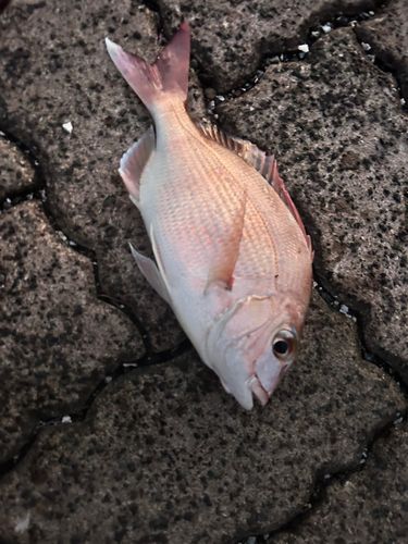 鞠山海遊パーク