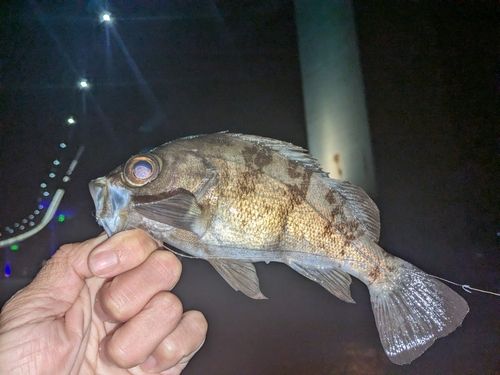 メバルの釣果