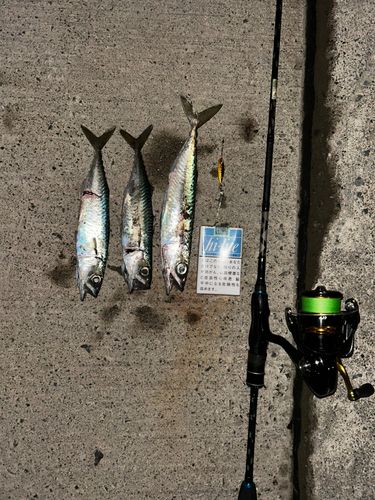 サバの釣果