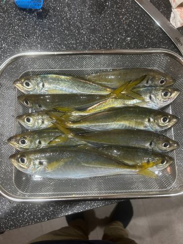 マアジの釣果