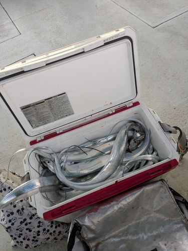 タチウオの釣果