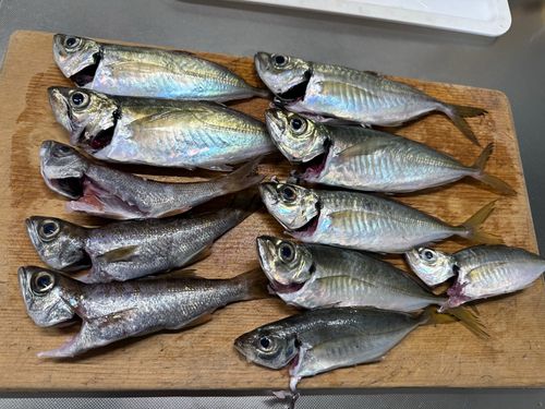 アジの釣果