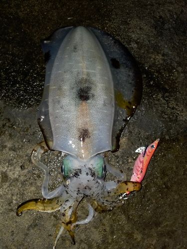 アオリイカの釣果